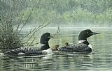 Reflections Canvas Paintings - Northern Reflections - Loons